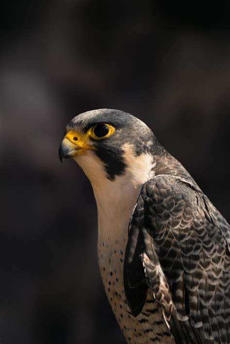 Burung Kuau Raja 7