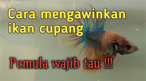 CARA MENGAWINKAN IKAN CUPANG YouTube