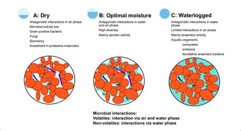 The Types Of Antagonistic Interactions Between Pathogens And Other