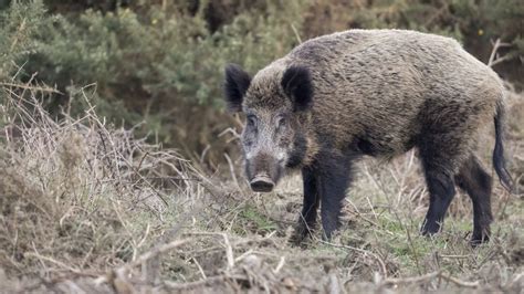 Belgique Deux Cas De Peste Porcine Africaine Confirm S Sur Des Sangliers