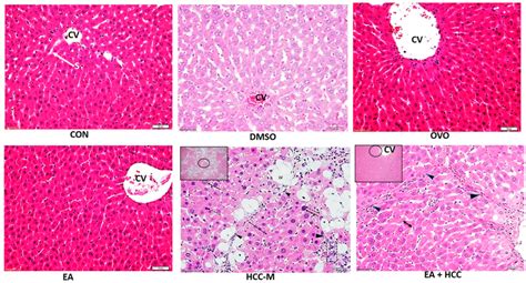 Light Microscopic Photomicrographs Of Sections Of Livers Of All Groups