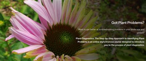 Plant Diagnostics The Step By Step Approach To Identifying Plant