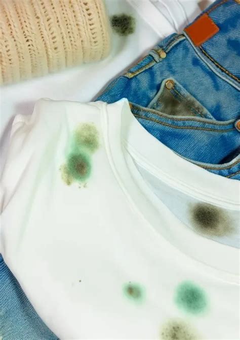 Mold Busters Okinawa Explains The Causes Of Mold On Clothes And