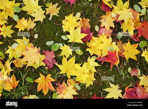 Japanese Fall Foliage Stock Photo - Alamy