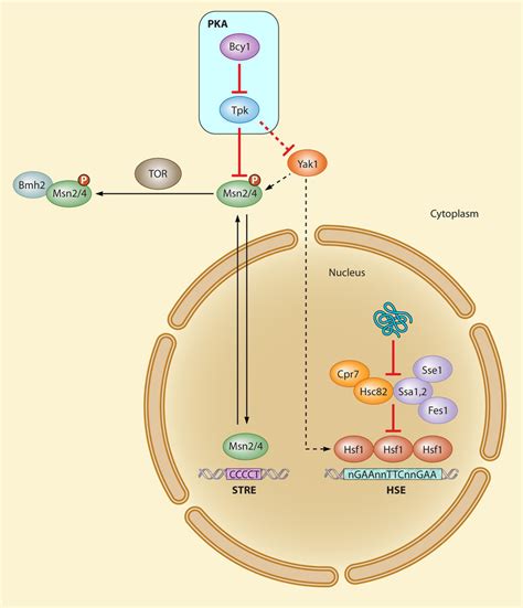 Hsf And Msn Primary Modulators Of The Heat Shock Response Dashed