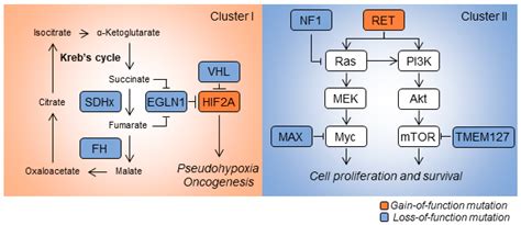 Cancers Free Full Text Pheochromocytomas And Paragangliomas From