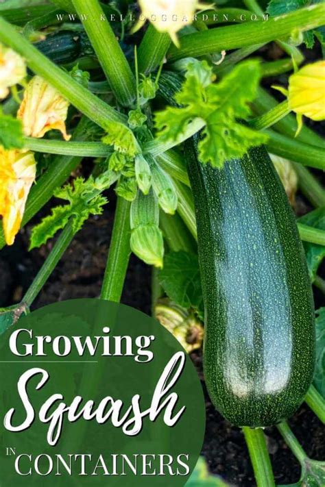 Growing Squash In Containers And Pots Kellogg Garden Organics™