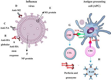 Vaccines Free Full Text Development Of Universal Influenza Vaccines