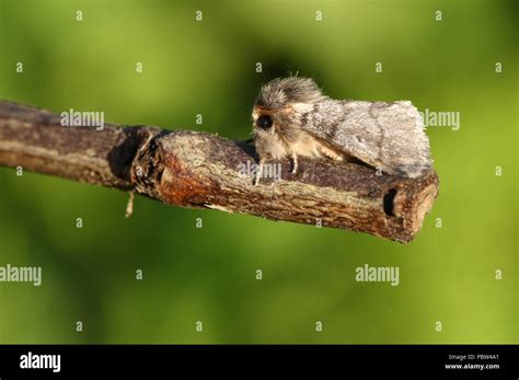 Oak Processionary Moth Hi Res Stock Photography And Images Alamy