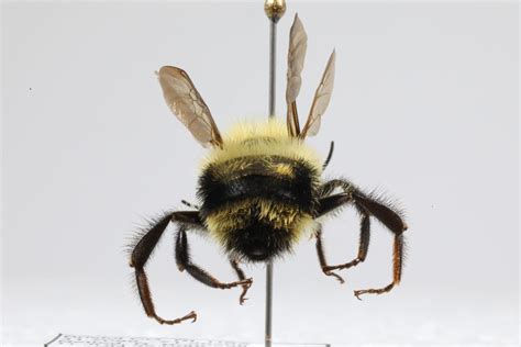 Bombus Bimaculatus Two Spotted Bumble Bee Drone Id Bb00 Cassie