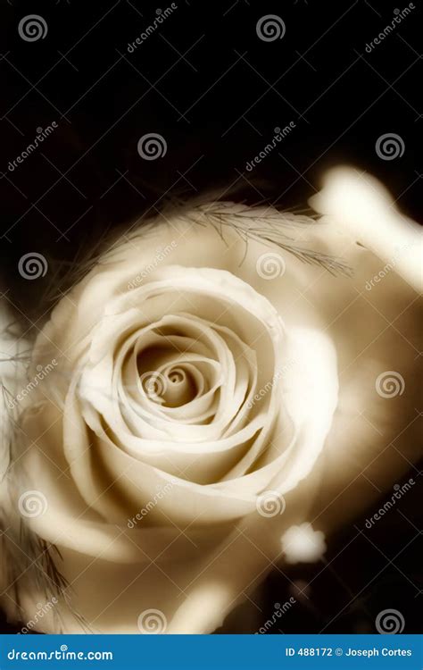 soft rose stock photo image  softness celebration romantic