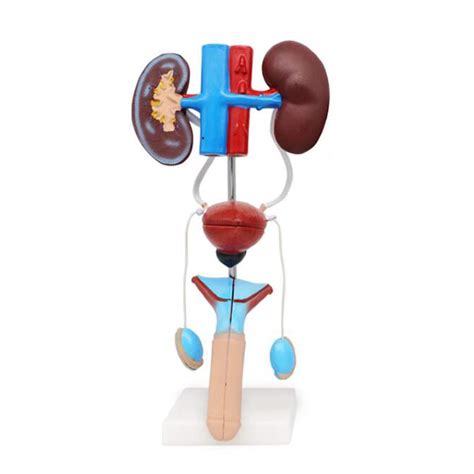 Buy Xieji Male Female Genitourinary System Model Kidney Anatomical