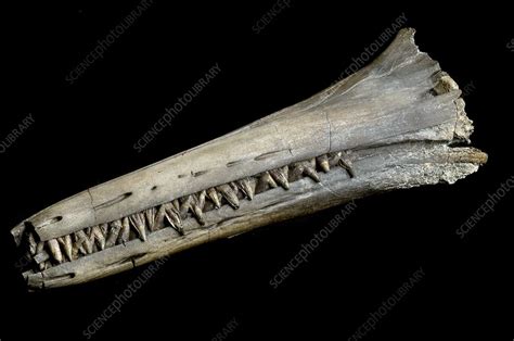 Ichthyosaur Snout Fossil Stock Image C0506680 Science Photo Library