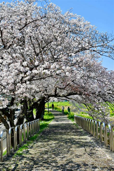 Yashirorlさんの投稿したツーリング情報 豊川市にある佐奈川の桜並木を見てきました｜バイクのカスタムツーリング情報ならモト