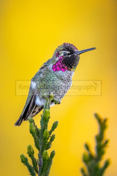 Hummingbirds Kevin Lohman