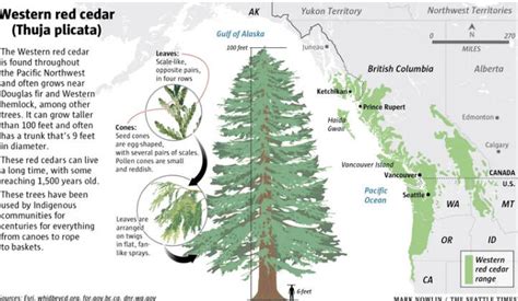 Has This Iconic Northwest Tree Reached A Tipping Point The Daily World