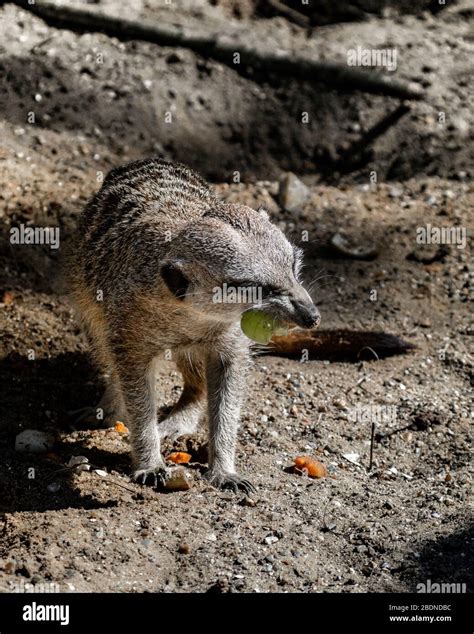 Meerkat eating hi-res stock photography and images - Alamy