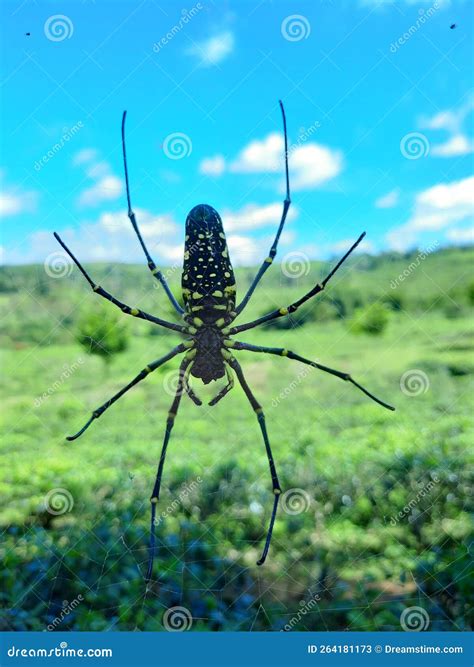 Spider with its web trap stock image. Image of wildlife - 264181173