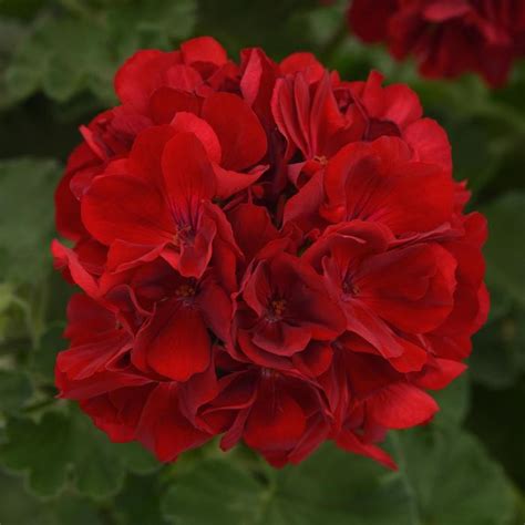 Pelargonium X Hortorum Dynamo Dark Red Geranium Zonal Ebert S