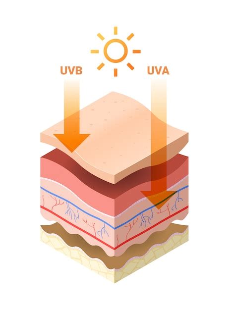 Premium Vector Uvb Uva Rays From Sun Penetrate Into Epidermis Of Skin Cross Section Of Human