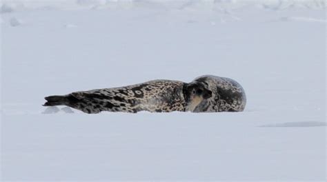 Scientists Discover Special New Seal Species In The Arctic