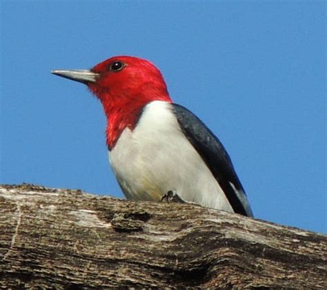 Red Headed Woodpecker Birds Of Alabama Inaturalist