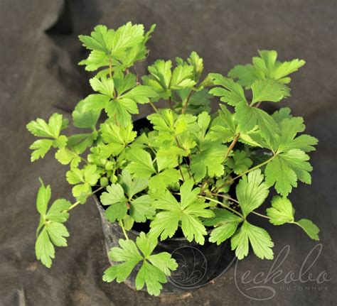 Анемона лесная (Anemone sylvestris) - Анемона лесная - Анемона ...