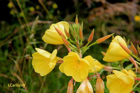 Plantas Silvestres De Asturias Enotera Onagra Hierba Del Asno