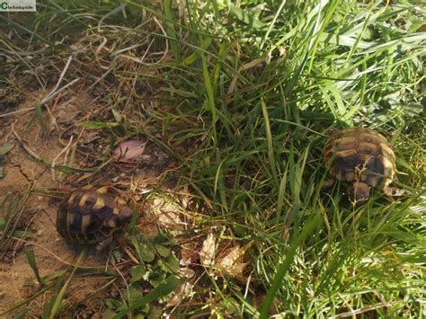 Tortues terrestres Tortues de terre nées dans mon jardin Prov Alpes