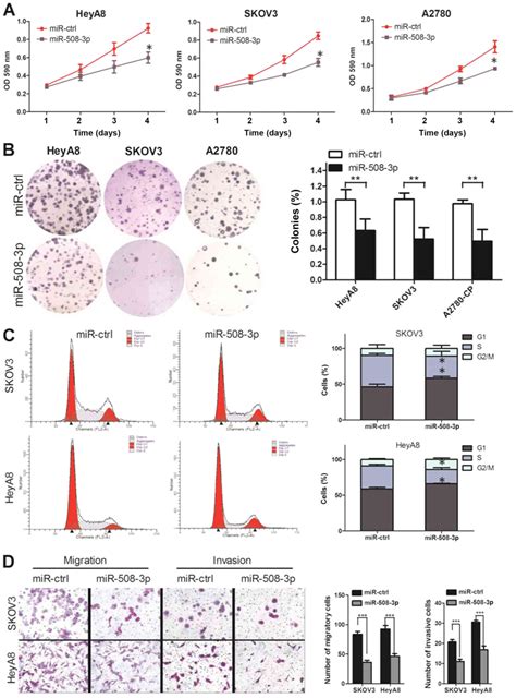 Mir P Suppresses The Development Of Ovarian Carcinoma By Targeting