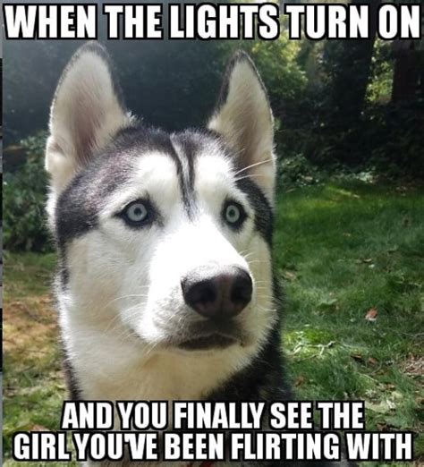 14 Funny Husky Memes That Will Make You Smile PetPress