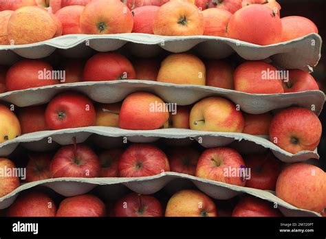 A Lot Of Apples Spread All Over The Screen Food Background View From