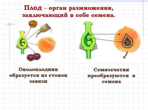 Плод. Его значение и многообразие - презентация онлайн