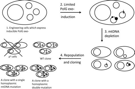 Mtdna Mutagenesis Workflow The Process Consists Of Four Principal