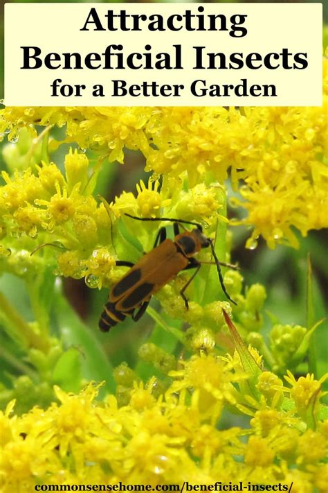 Attracting Beneficial Insects To Help Your Garden Thrive