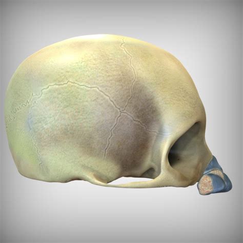 Head Human Nose 3d Model Turbosquid 1520708