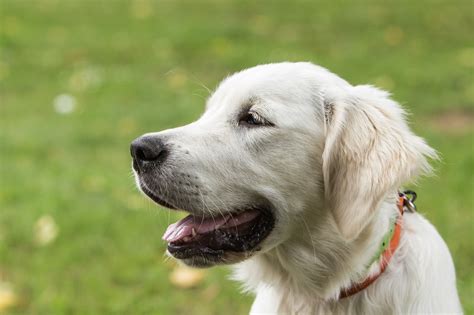 Tout Savoir Sur Le Golden Retriever Tresorsfelincanin