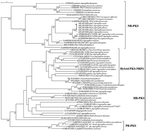 Ml Phylogenetic Tree Of Ketosynthase Ks Domains From Pkss And