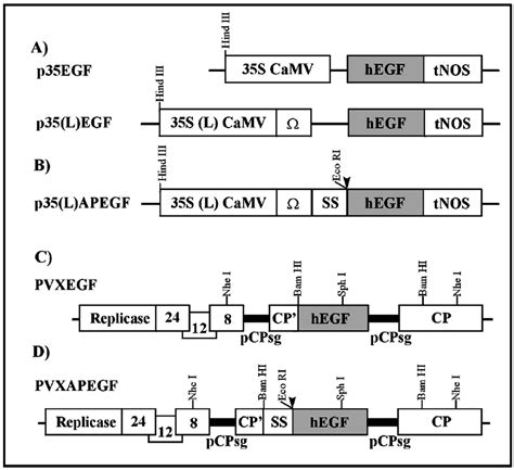 Expression Cassettes Used For N Tabacum Transformation A Schematic