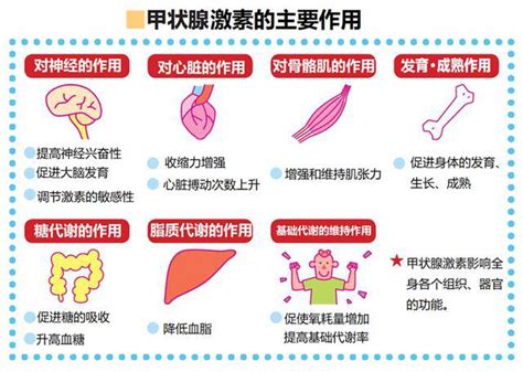 【汤医科普】甲状腺有何功能？哪些情况需要化验甲状腺功能？结果怎么看？今天讲清楚 · 科普中国网