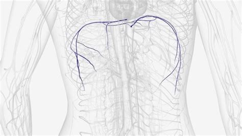 Premium Photo | The inferior phrenic veins drain the diaphragm and ...