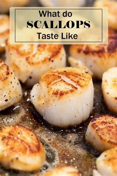 What Does A Scallop Taste Like Jersey Girl Cooks