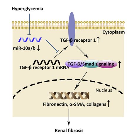 MicroRNA 10a b inhibit TGF β Smad induced renal fibrosis by targeting