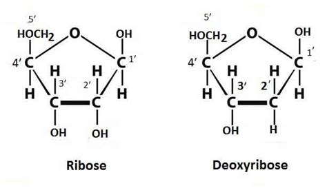 Pentose Sugar Structure Sketch Coloring Page