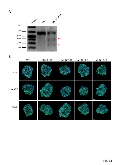 PDF MEIS2 Regulates Endothelial To Hematopoietic Transition Of Human