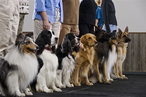 Dog Training Classes | Dog Training Nation