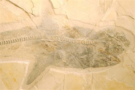 Exquisite fossils of Cretaceous shark solve mystery of how it hunted ...