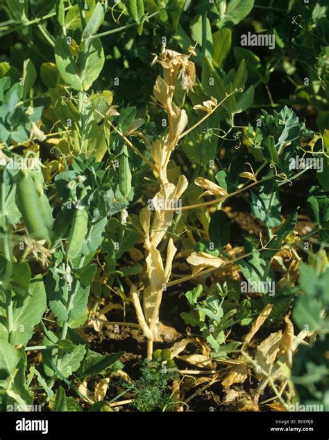 Pea wilt (Fusarium oxysporum) dying pea plant in a crop Stock Photo - Alamy