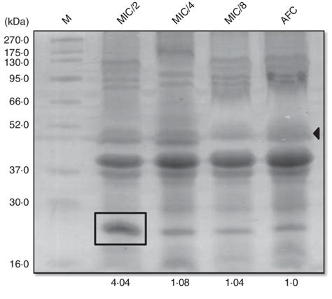 SDS PAGE Analysis Of OMPs Isolated From NA Sub MIC Treated And AFC