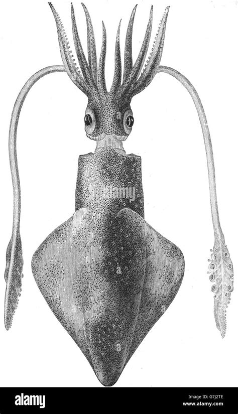 Common Squid Loligo Vulgaris Loliginidae Illustration From Book